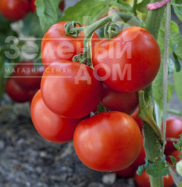 Насіння томатів Тайпрінц F1 / Typrince F1,110-120 днів купити оптом і в роздріб в Україні за вигідною ціною