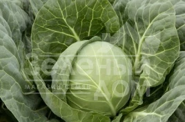 Семена капусты белокочанной Боликор F1 / Bolikor F1,55-60 дней купить оптом и в розницу в Украине по выгодной цене