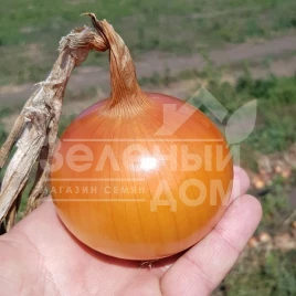 Лук репчатый КС 765 F1 / KS 765 F1,120-125 дней купить оптом и в розницу в Украине по выгодной цене