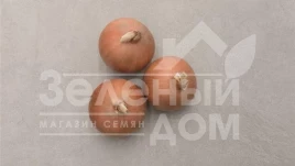 Лук репчатый Стингрей F1 / Stingrey F1,110 дней купить оптом и в розницу в Украине по выгодной цене