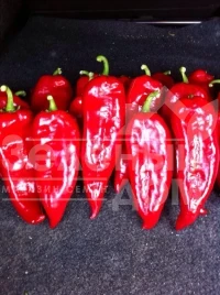 Семена сладкого перца Буркап / Burkap, 70-85 дней купить оптом и в розницу в Украине по выгодной цене