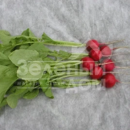 Семена редиса Прима / Prima,25-30 дней купить оптом и в розницу в Украине по выгодной цене