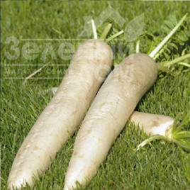 Насіння редьки Міно Ерлі Лонг Вайт F1 / Mino Early Long White F1,55-60 днів купити оптом і в роздріб в Україні за вигідною ціною