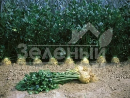 Семена сельдерея Илона / Ilona,140 дней купить оптом и в розницу в Украине по выгодной цене