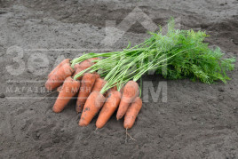 Насіння моркви Курасао F1 / Curacao F1,95 днів купити оптом і в роздріб в Україні за вигідною ціною
