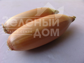 Цибуля ріпчаста Тоска / Tosca,130-135 днів купити оптом і в роздріб в Україні за вигідною ціною