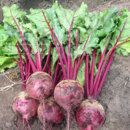 Насіння буряка Марун F1 / Marun F1,55-60 днів купити оптом і в роздріб в Україні за вигідною ціною