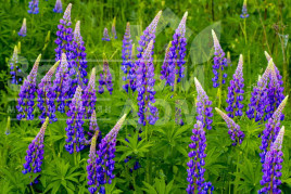 Сидерати Люпин / Lupin купити оптом і в роздріб в Україні за вигідною ціною