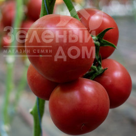 Насіння томатів Ладженда F1 / Ladzhenda F1,105-115 днів купити оптом і в роздріб в Україні за вигідною ціною