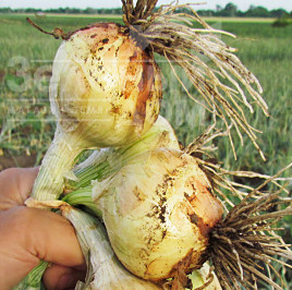 Цибуля ріпчаста Булат F1 / Bulat F1 купити оптом і в роздріб в Україні за вигідною ціною