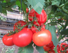 Насіння томатів Целестін F1 / Celestin F1,65 днів купити оптом і в роздріб в Україні за вигідною ціною