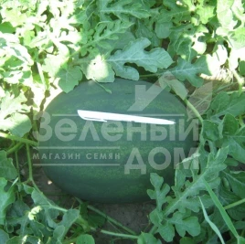 Семена арбуза Лахат F1 / Lahat F1,70-75 дней купить оптом и в розницу в Украине по выгодной цене