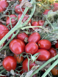 Насіння томатів 6107 F1 / 6107 F1 купити оптом і в роздріб в Україні за вигідною ціною