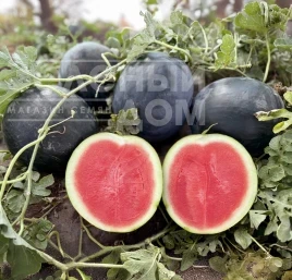 Семена арбуза Стелс F1 / Stealth F1, 63–65 дней купить оптом и в розницу в Украине по выгодной цене