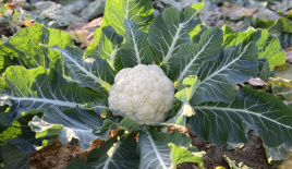 Насіння капусти цвітної СВ 5818 AC F1 / SV 5818 AC F1 купити оптом і в роздріб в Україні за вигідною ціною