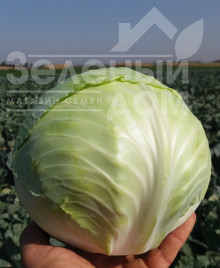 Насіння капусти білокачанної Коронет F1 / Koronet F1,110-120 днів купити оптом і в роздріб в Україні за вигідною ціною