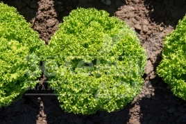 Семена салата Бриэтта / Brietta  купить оптом и в розницу в Украине по выгодной цене