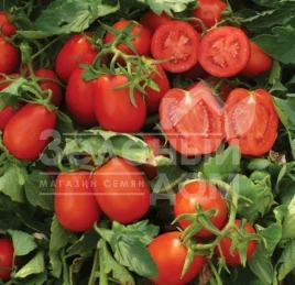 Семена томатов Платон F1 / Platon F1,116 дней купить оптом и в розницу в Украине по выгодной цене