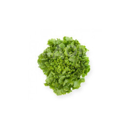 Насіння салату Кейтел / Kethel купити оптом і в роздріб в Україні за вигідною ціною