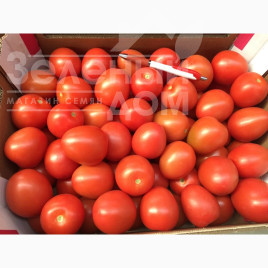 Насіння томатів Енігма F1 / Enigma F1,110 днів купити оптом і в роздріб в Україні за вигідною ціною