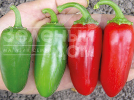 Насіння гіркого перцю Форахідо F1 / Forakhido F1 купити оптом і в роздріб в Україні за вигідною ціною