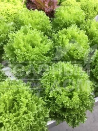 Семена салата Криспинет / Krispinet купить оптом и в розницу в Украине по выгодной цене