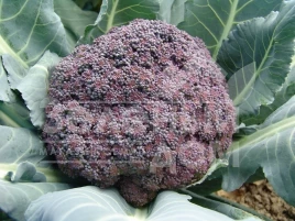 Семена капусты брокколи Миранда / Miranda,95-105 дней купить оптом и в розницу в Украине по выгодной цене