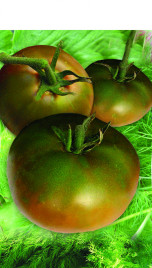 Насіння томатів Чорний принц / Chernyy prints купити оптом і в роздріб в Україні за вигідною ціною