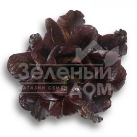 Семена салата Туринус / Thurinus купить оптом и в розницу в Украине по выгодной цене