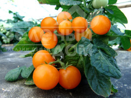 Насіння томатів Венус / Venus купити оптом і в роздріб в Україні за вигідною ціною