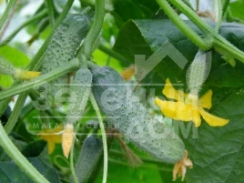 Семена огурцов Шакти F1 / Shakti F1,40-45 дней купить оптом и в розницу в Украине по выгодной цене