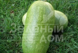 Семена арбуза Чарльстон Грей / Charleston Grey,75 - 80 дней купить оптом и в розницу в Украине по выгодной цене