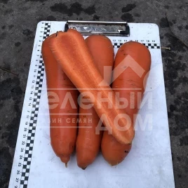 Семена моркови Централ F1 / Central  F1,120 дней купить оптом и в розницу в Украине по выгодной цене