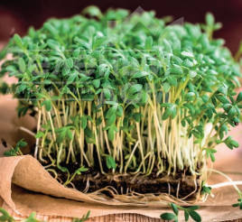 Насіння салату Данський / Danskyi, 14-16 днів купити оптом і в роздріб в Україні за вигідною ціною