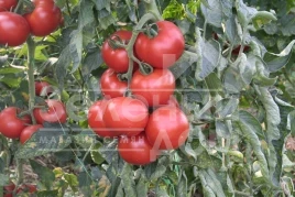 Семена томатов Абелус F1 / Abellus F1,105-110 дней купить оптом и в розницу в Украине по выгодной цене