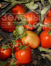 Насіння томатів Каваліно Россо F1 / Cavalino Rosso F1 купити оптом і в роздріб в Україні за вигідною ціною
