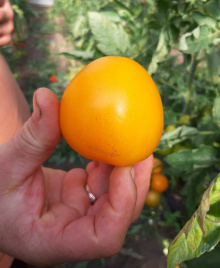 Насіння томатів Гобі F1 / Gobi F1, 65-70 днів купити оптом і в роздріб в Україні за вигідною ціною