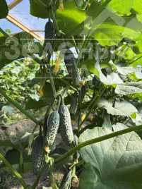 Насіння огірків Міраж F1 / Mirazh F1  купити оптом і в роздріб в Україні за вигідною ціною