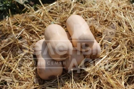 Семена тыквы Плуто F1 / Pluto F1,85-100 дней купить оптом и в розницу в Украине по выгодной цене