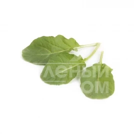 Семена рукколы Спаркл / Sparkle купить оптом и в розницу в Украине по выгодной цене