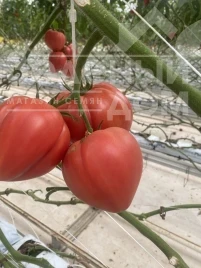 Семена томата Розе Лав F1 (Roze Love F1), 65-70 дней купить оптом и в розницу в Украине по выгодной цене