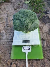 Семена капусты брокколи Персеус F1 / Perseus F1, 70-80 дней купить оптом и в розницу в Украине по выгодной цене