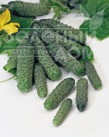 Насіння огірків Пасалімо F1 / Pasalimo F1,40-42 дні купити оптом і в роздріб в Україні за вигідною ціною