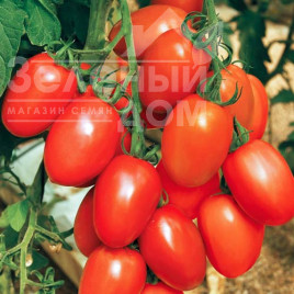 Насіння томатів Де барао червоний / De barao krasnyi купити оптом і в роздріб в Україні за вигідною ціною