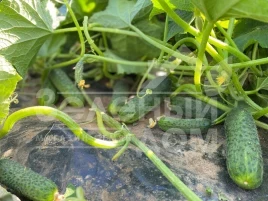 Семена огурцов Рубинштейн F1 / Rubinstein F1 купить оптом и в розницу в Украине по выгодной цене