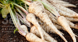 Насіння пастернаку Довгий білий / Dlouhy bily,150-160 днів купити оптом і в роздріб в Україні за вигідною ціною