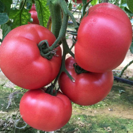 Насіння томатів Манекро F1 / Manekro F1,55-60 днів купити оптом і в роздріб в Україні за вигідною ціною