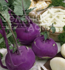 Насіння капусти кольрабі Азур / Azur,50-60 днів купити оптом і в роздріб в Україні за вигідною ціною