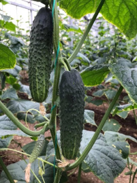 Насіння огірків Ратнік(315) F1 / Ratnik(315) F1,33-35 днів купити оптом і в роздріб в Україні за вигідною ціною