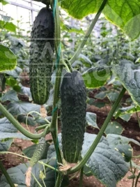 Насіння огірків Ратнік(315) F1 / Ratnik(315) F1,33-35 днів купити оптом і в роздріб в Україні за вигідною ціною